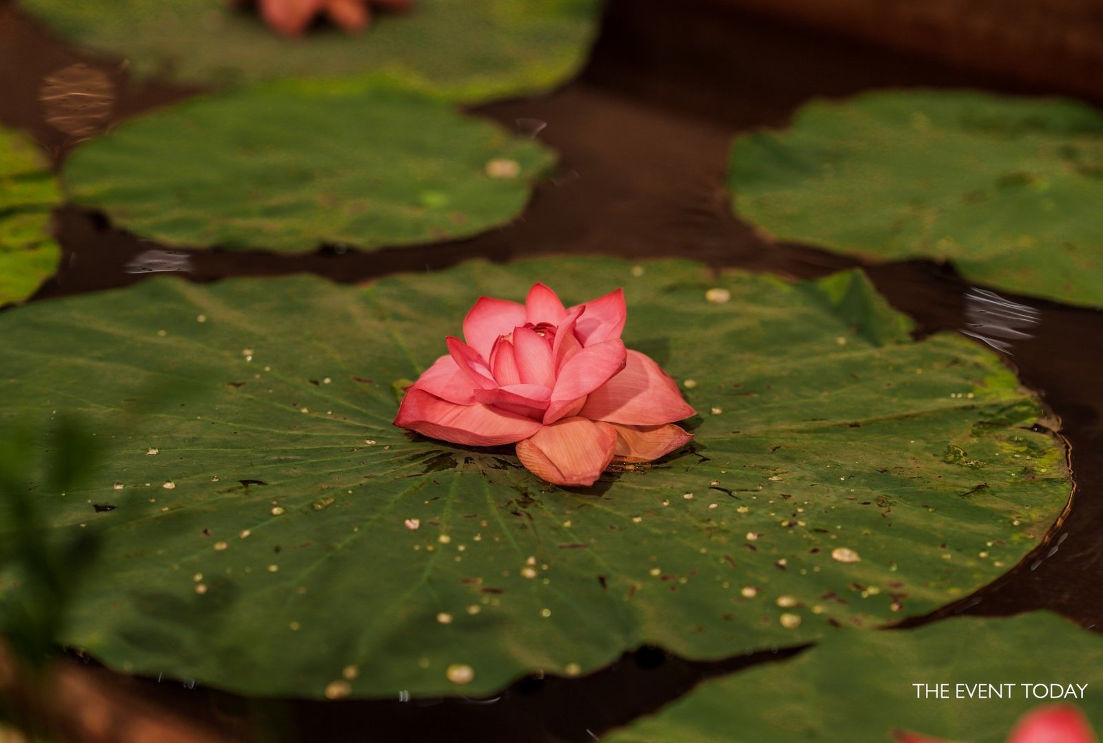 garden of chrysants - wedding (13)